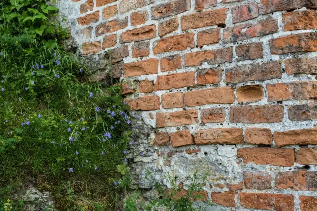 Vegetation growth, including moss and small flowers, on a weathered brick wall, highlighting potential structural damage risks and maintenance needs.