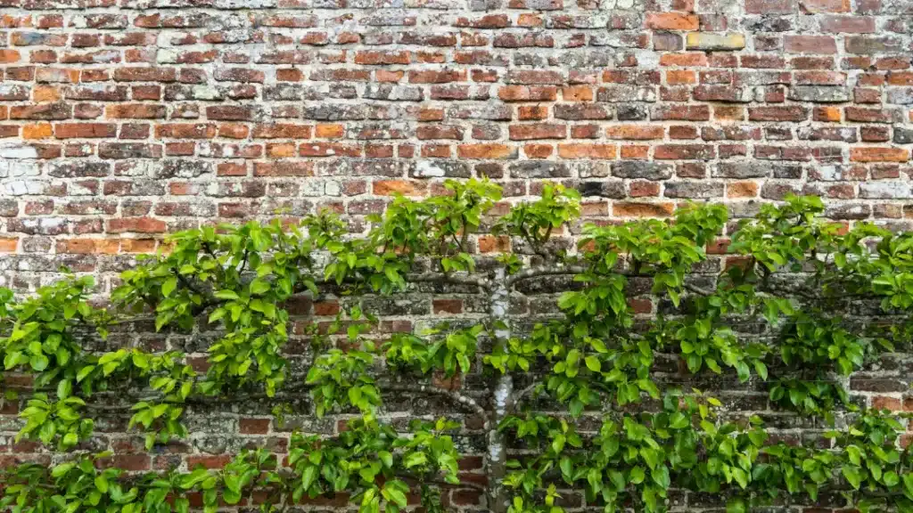Brick wall with green foliage, illustrating potential moisture issues and the importance of brick maintenance in London homes.