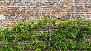 Brick wall partially covered with green ivy, illustrating algae and moss growth issues relevant to brick cleaning and maintenance.