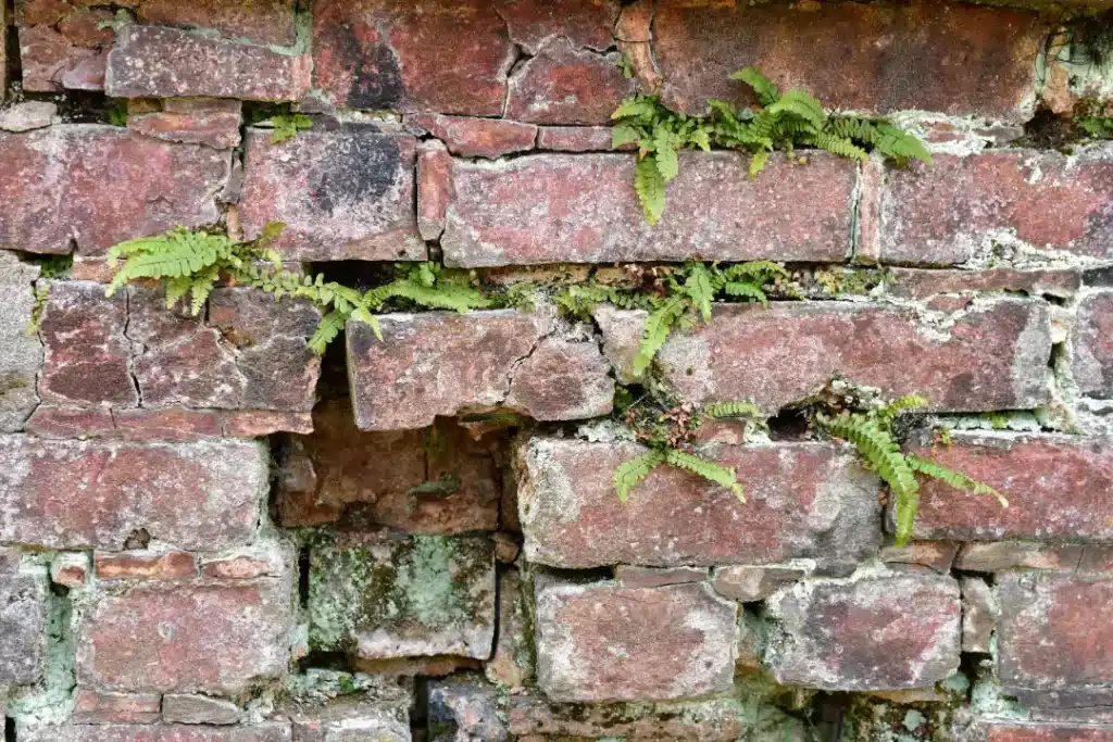 Green growth on brick wall with ferns and moss, illustrating moisture retention and conditions conducive to algae and mould colonisation.